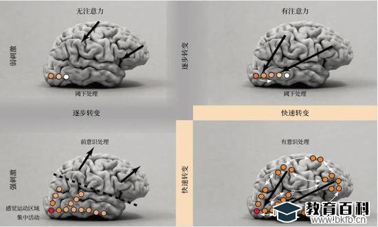 2006年,斯坦尼斯拉斯·迪昂和同事们绘制了这张图像,以区分大脑处理一个视觉刺激时所呈现的基本状态。颜色的深浅表明该部位大脑活动的强度,弯曲的白色箭头表明了这些部位之间的相互作用。较粗的黑色箭头指示注意力的整体方向(转向刺激或偏离刺激)。